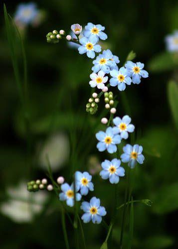 Mystic Meadows: Whispering Blooms Fusion